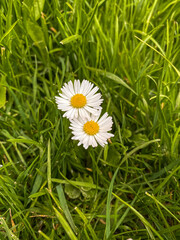 Daisy flowers portrait