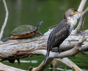 Cormorant and Yellow Bellied Slider