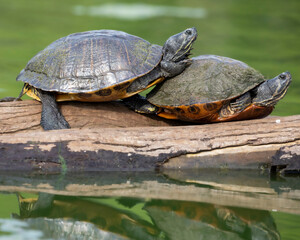 Yellow Bellied Sliders