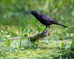 Common Grackle