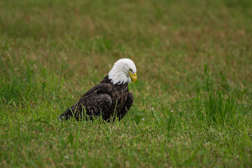 American Bald Eagle in Windsor in Upstate NY.  Beautiful Adult Bald Eagle in Summer in Broome County NY.  Eagle on the ground just after a kill of a small rodent. 