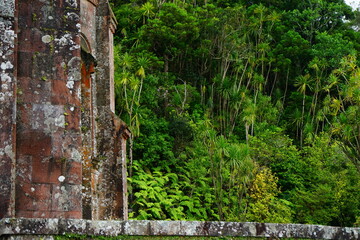 Ancient building wall and deep Azores vegetation, Sao Miguel, Portugal