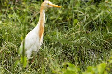 heron