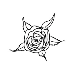 Hand drawn rose, line art. Vector doodle illustration