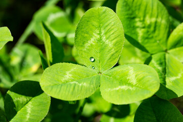 Three leaves clover background. Macro. Close-up. Detail. Wallpaper.