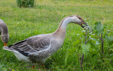 Spotted goose eats grass. Poultry farming. Goose opened its beak