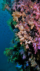 Beautiful and colorful coral reef. Underwater photo from a scuba dive in Thailand.