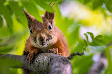 A red squirrel in a tree (Sciurus vulgaris)