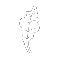 Oak leaf linear icon. Thin line illustration. Contour Vector outline drawing.