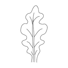 Oak leaf linear icon. Thin line illustration. Contour Vector outline drawing.