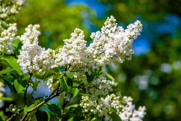 Inflorescence of a white lilac against a blue sky
