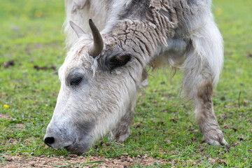 View of a yak grazing on the meadow.