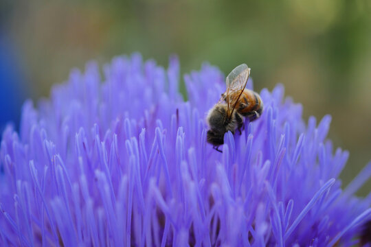 Bee on artichok