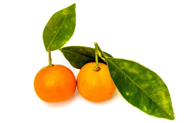 Kumquats 