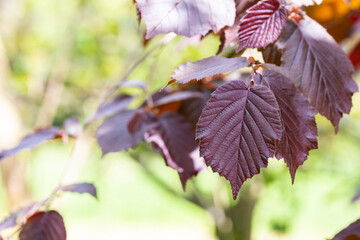 Purple hazel leaves - Latin name - Corylus maxima Purpurea