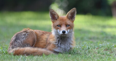 Fox resting in a suburban garden, England