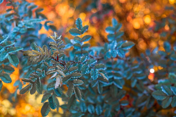 Close-up of ice and frost on a leaves plant