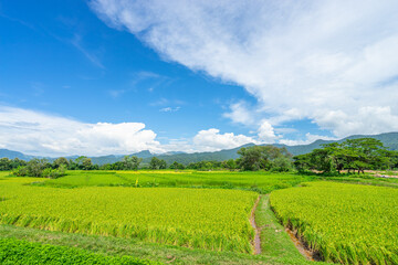 Fototapeta na wymiar Beautiful scenic of rice field with the mountain in the background