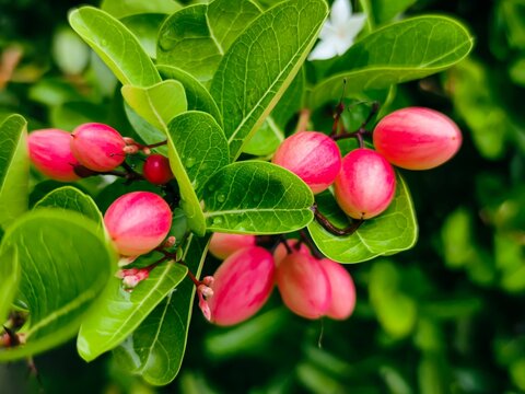 Closeup of Carissa carandas, known as Bengal currant, Christ's thorn, carandas plum.
