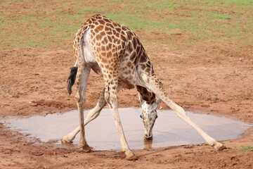 A giraffe drinks water from a puddle, bending forward and spreading his legs, funny posture, animal behaviour