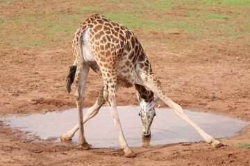 A giraffe drinks water from a puddle, bending forward and spreading his legs, funny posture, animal...