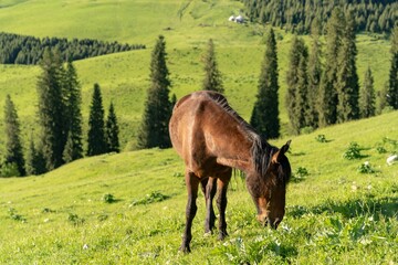 Mustang horse grazing on the green meadows and hills with pine trees on a sunny day