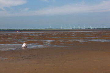 Windkraftanlagen an der Nordsee mit spielendem Kind im Wattenmeer im Vordergrund