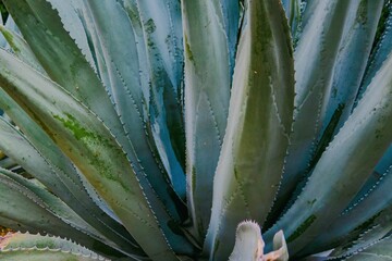 Agave leaves textured background