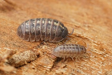 Closeup on a common pill-bug woodlice, Armadillidium vulgare, sitting on a piece of wood