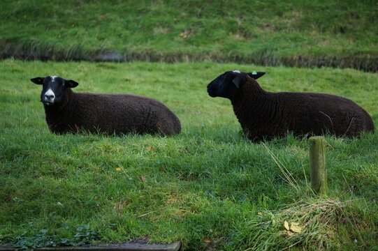 Selective focus shot of the Zwartbles sheep lying on green grass