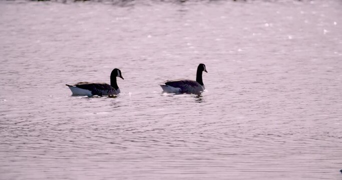 Two Canadian Geese Branta canadensis migratory species entering exiting frame