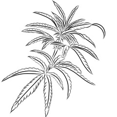 Marijuana leaves on white background,hand drawn,creative with illustration in flat design,decorative series for wallpaper.