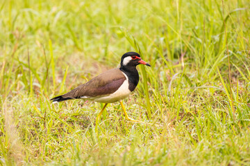 Red-wattled Lapwing (Vanellus indicus) bird in the field.
