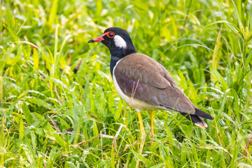 Red-wattled Lapwing (Vanellus indicus) bird in the field.