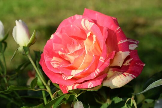 Closeup Of A Beautiful Paul Gauguin Rose