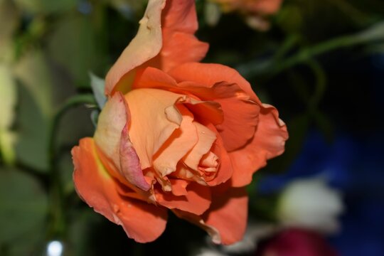 Closeup of Rosa chinensis, China rose. Shallow focus.