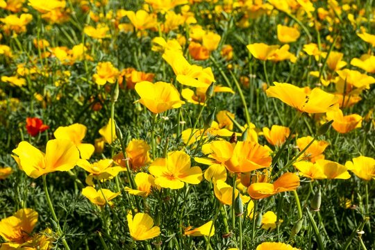 Escolzia Bilder Durchsuchen 31 Archivfotos, und Videos