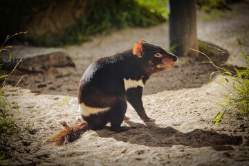 Close-up shot of a Tasmanian devil sitting on the ground.