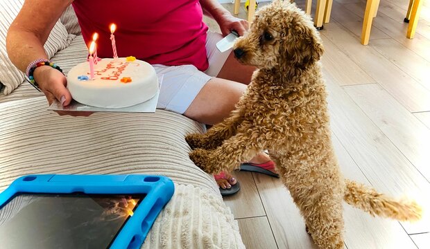 Closeup of the cockapoo, spoodle looking at the birthday cake offered by the owner.