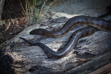 Close-up shot of a black python lying on a wooden surface.