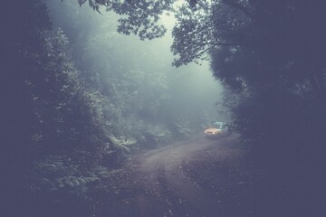 Car on the road in the woods in the foggy weather.