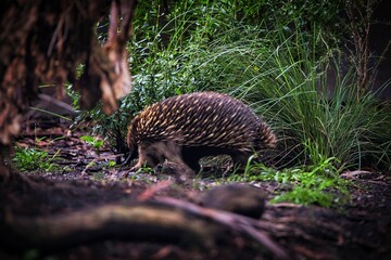 Close-up shot of an echidna standing on the ground.