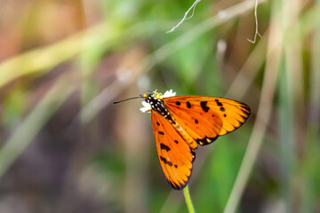 butterfly on a flower