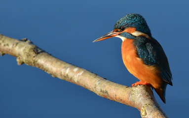 Kingfisher in late afternoon winter sun, Somerset, UK