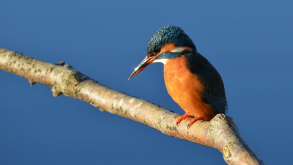 Kingfisher in late afternoon winter sun, Somerset, UK