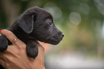 Close-up portrait of a small thoroughbred puppy in autumn.