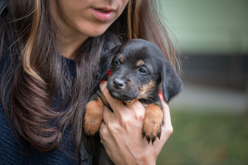 Close-up portrait of a small thoroughbred puppy in autumn.