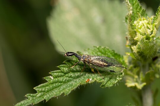 Macro shot of snakefly sitting on a leaf in the blurry background.