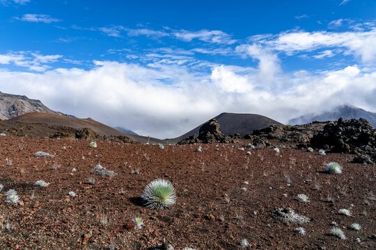 Small field of silversword plants, critically endangered, in the crater at Haleakala National Park