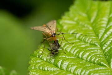 Macro shot of a scorpionfly eating another insect on a leaf in the blurry background.